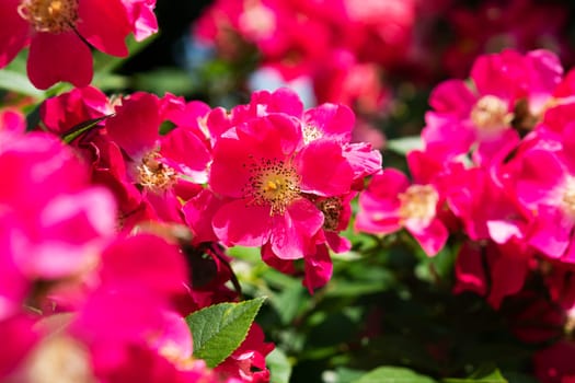 Noble rose,close-up of magnificent cultivated roses on the shrub