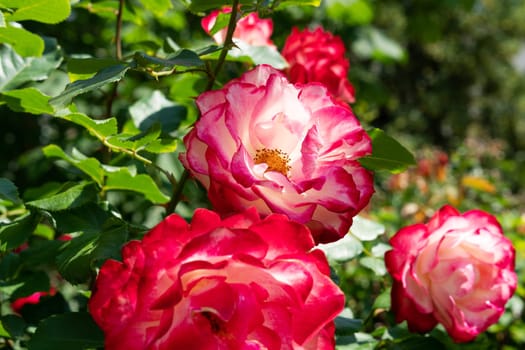 Noble rose,close-up of magnificent cultivated roses on the shrub