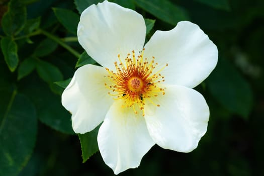 Noble rose,close-up of magnificent cultivated roses on the shrub