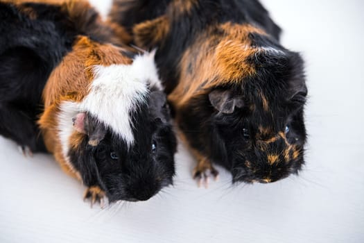 two black,white and red guinea pig in front of white background