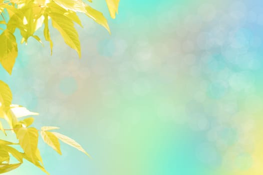 Yellow leaves on summerday with bright bokeh background. Card concept. Space for text.