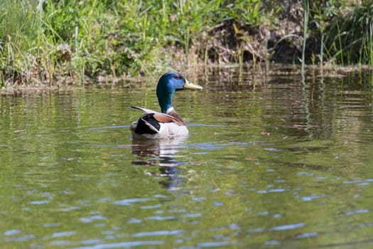 Male Mallard Swimming in Water.