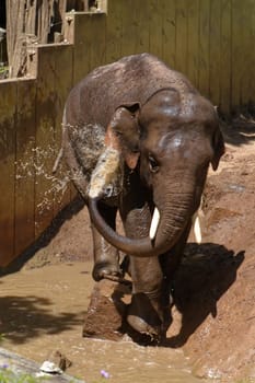 Elephant