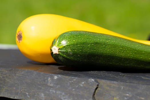 Closeup of fresh yellow and green courgette on black slate with natural green background. Outdoor. Concept health.