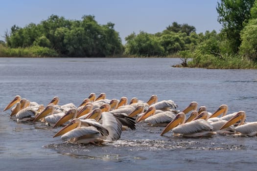 white pelicans (pelecanus onocrotalus) in Danube Delta, Romania