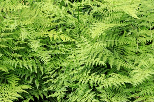 Fern leaves background outdoors natural landscape Wild growing fern leaves nature background closeup