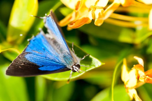 Silver Royal or Ancema blanka butterfly close up
