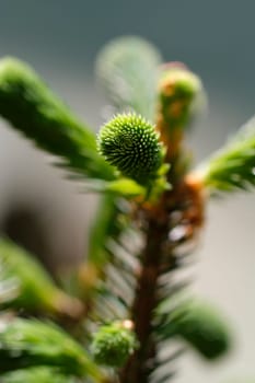 New shoot of a spruce in a macro image - frontal view
