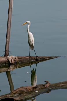 Great Egret watching the monitor lizard in Sri Lanka