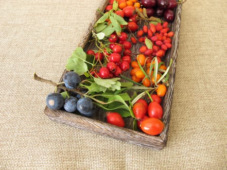 Wild fruits in a wooden box with sloes,cornelian cherries,sea buckthorn,rose hips,barberry and hawthorn