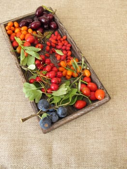 Wild fruits in a wooden box with sloes,cornelian cherries,sea buckthorn,rose hips,barberry and hawthorn