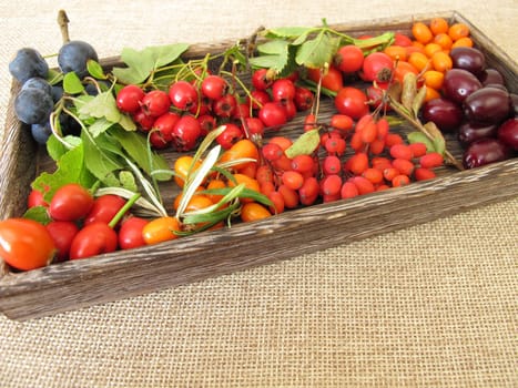 Wild fruits in a wooden box with sloes,cornelian cherries,sea buckthorn,rose hips,barberry and hawthorn