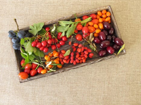 Wild fruits in a wooden box with sloes,cornelian cherries,sea buckthorn,rose hips,barberry and hawthorn