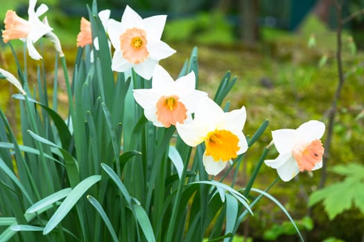 Daffodil, on a green meadow, flowers in spring