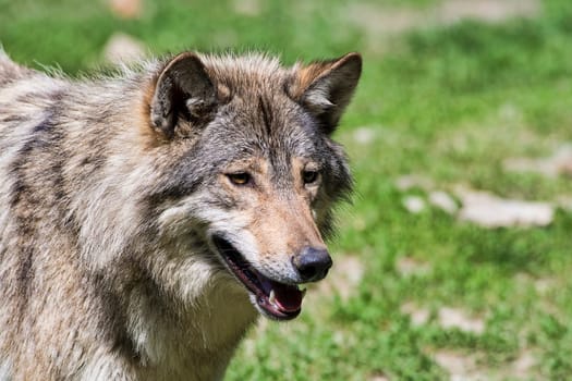 Timberwolf (Canis lupus lycaon),captive