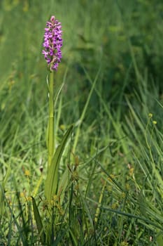Flesh-colored orchid Dactylorhiza incarnata