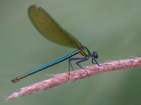 Banded dragonfly - females