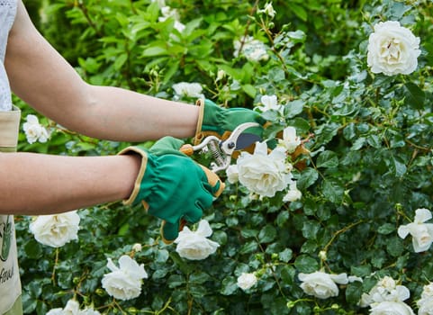 Woman picking fresh white roses on a bush in her garden during spring in a close up view of her hands and the pruning shears