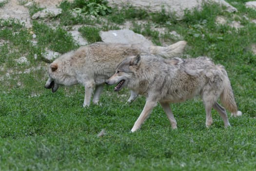 Timberwolf