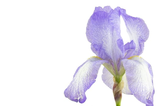 Closeup blue tender elegant iris isolated on white background with copy space on the left side. Card concept.