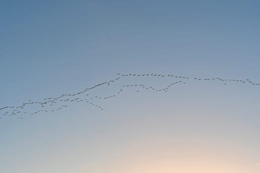 Cranes Heading for a Roosting Ground at Sunset near Kearney, Nebraska