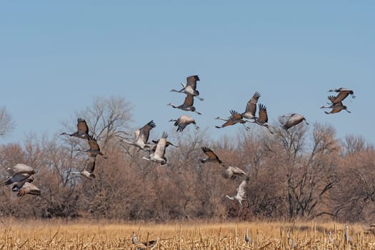Cranes taking off from a Field near Kearney, Nebraska