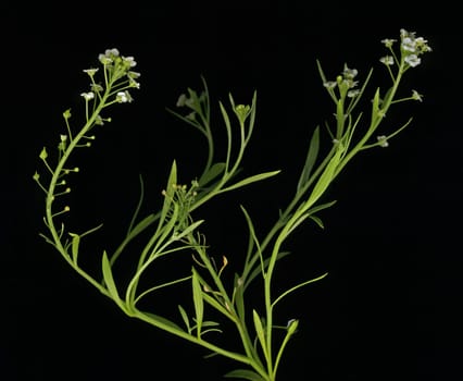 Little blossoms on green grass branch.