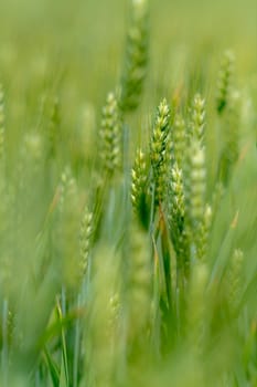 Single grain ears of wheat in front of bright fuzzy green grain