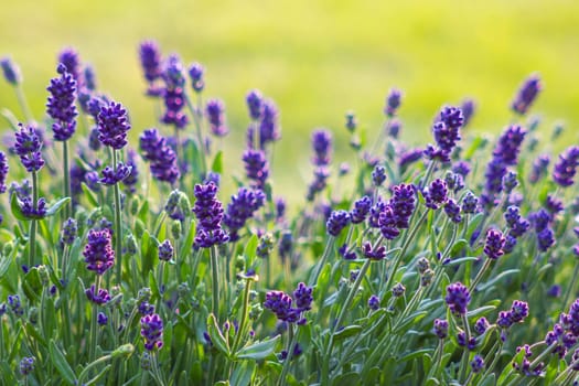 lavender flowers