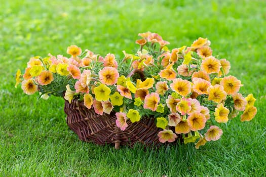 basket with petunias (Petunia hybrida) flowers in the garden