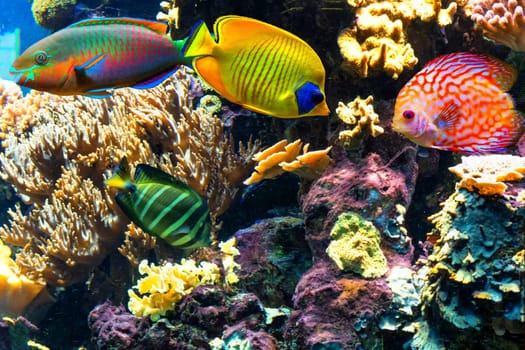Underwater landscape in the sea with exotic fish and coral reefs..