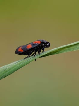 Blood cicada