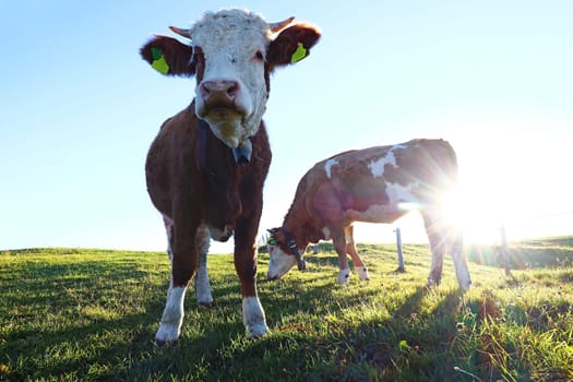 Young Simmental cattle with horns and bell in backlight on the pasture