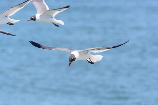 Laughing Gull in Flight near Cape Hatteras, North Carolina