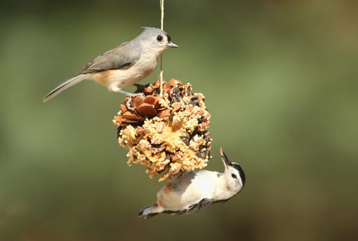 Tufted Titmouse (baeolophus bicolor) and White-breasted Nuthatch (sitta carolinensis) on a suet feeder pine cone