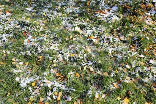 Green lawn grass covered with a thin layer of snow