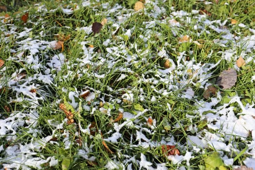 Green lawn grass covered with a thin layer of snow