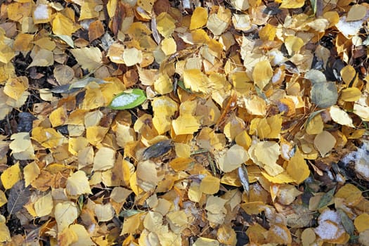 Beautiful yellow birch leaves photographed close up