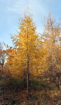 Very beautiful autumn landscape in the forest