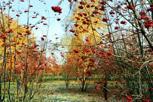 Large red rowan berries photographed close up