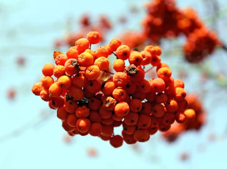 Large red rowan berries photographed close up