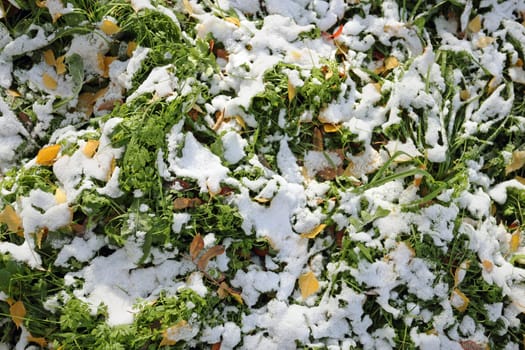 Green lawn grass covered with a thin layer of snow