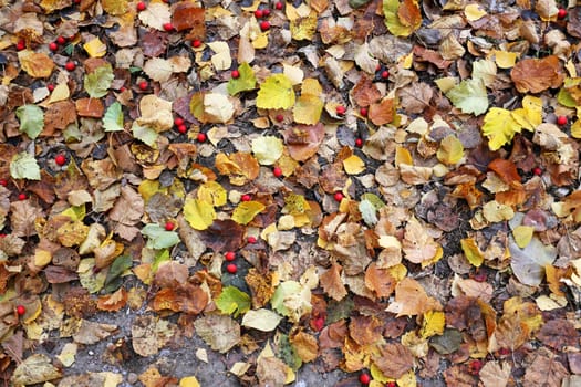 Beautiful yellow birch leaves photographed close up