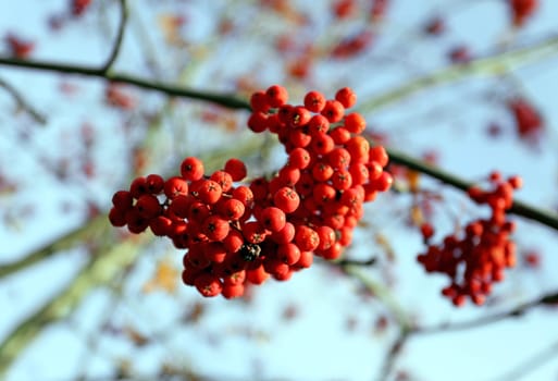 Large red rowan berries photographed close up