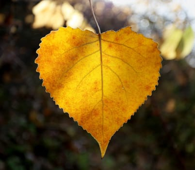 Beautiful yellow birch leaves photographed close up