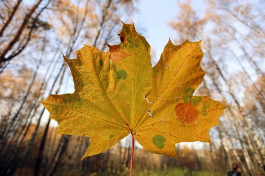Beautiful yellow maple leaf photographed close up