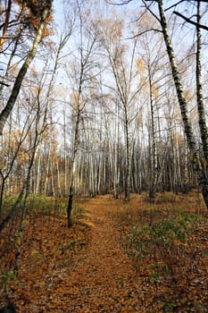 Very beautiful autumn landscape in the forest
