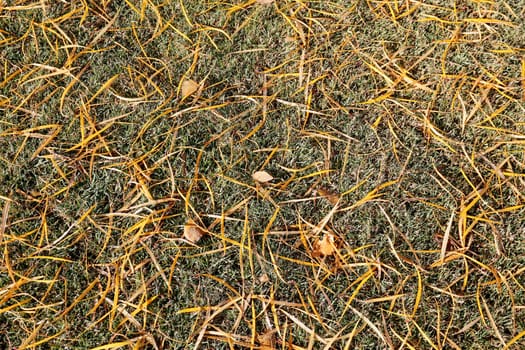 Thin yellow leaves lie on the green grass