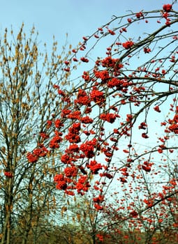 Large red rowan berries photographed close up