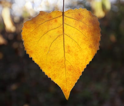 Beautiful yellow birch leaves photographed close up
